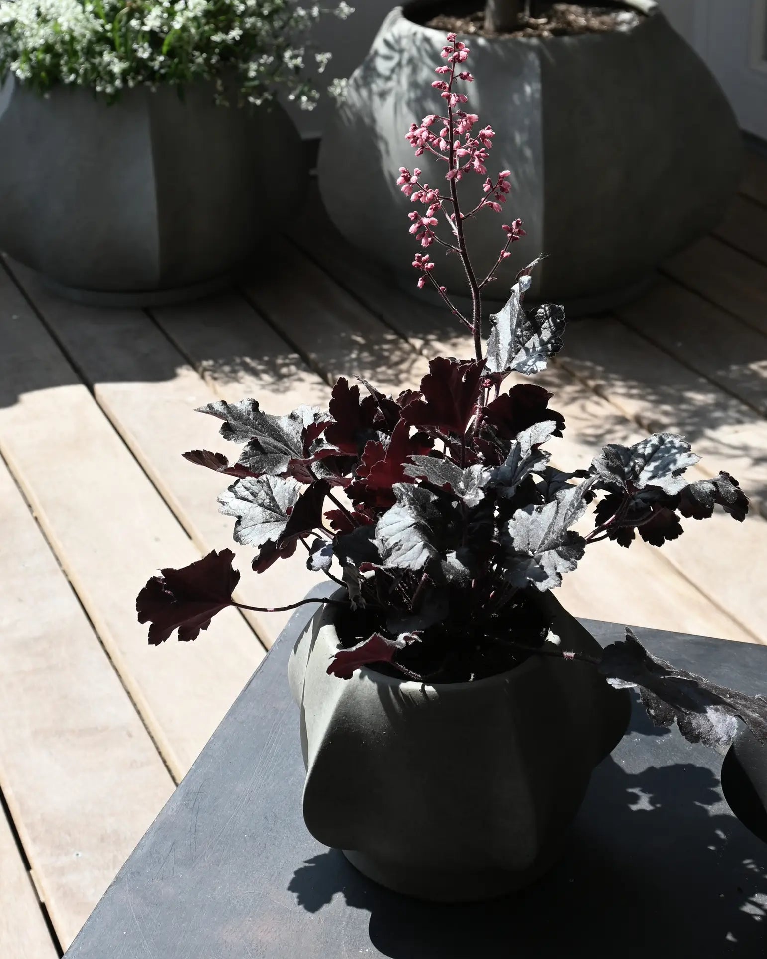 A potted plant with dark purple leaves and pink flowers sits in the 101 Copenhagen Arket Plant Pot, Petit by 101 Copenhagen on a dark table in sunlight, with wooden flooring and another plant pot in the background.