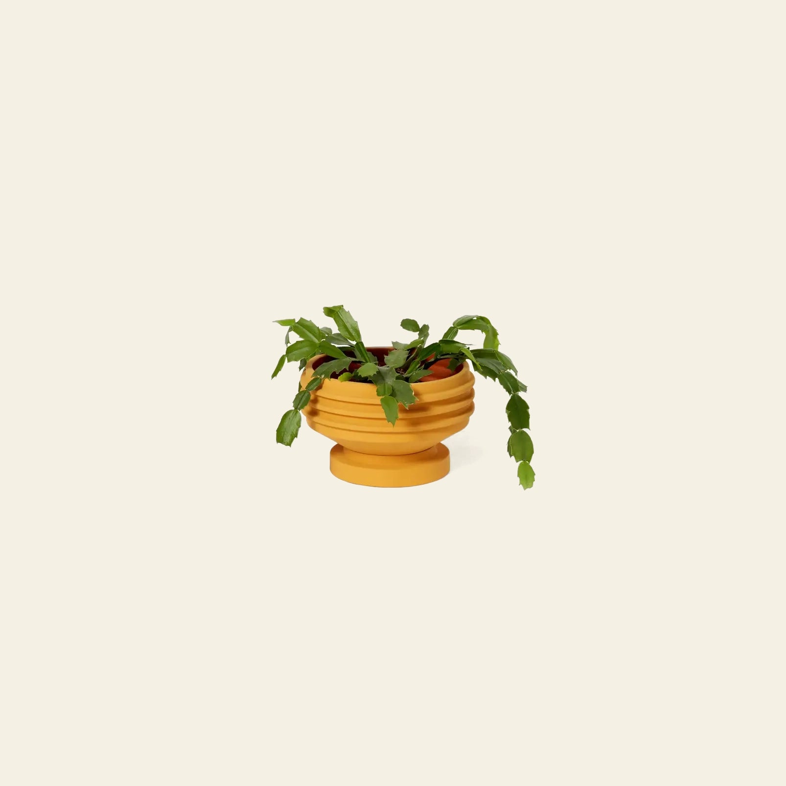 A green cactus with flat, segmented leaves sits in the Areaware Strata Plant Vessel, a round, ribbed ceramic planter by Areaware, inspired by sculptural design and shown against a plain beige background.