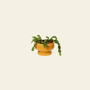 A green cactus with flat, segmented leaves sits in the Areaware Strata Plant Vessel, a round, ribbed ceramic planter by Areaware, inspired by sculptural design and shown against a plain beige background.