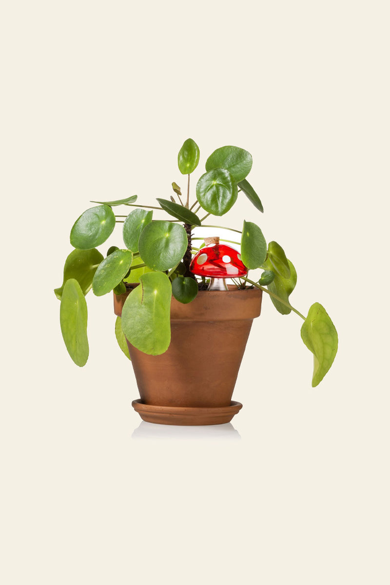 Bitten 植物浇水蘑菇