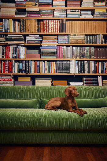 A brown dog lies on a green velvet HKLIVING Club Couch with pleated upholstery, set before a large bookshelf of colorful books, adding charm to the modern interior.