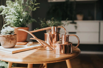 Two Haws The Fazeley Flow One Pint copper watering cans rest on a wooden table beside potted succulents and green herbs, illuminated by soft natural light for a warm, inviting feel.