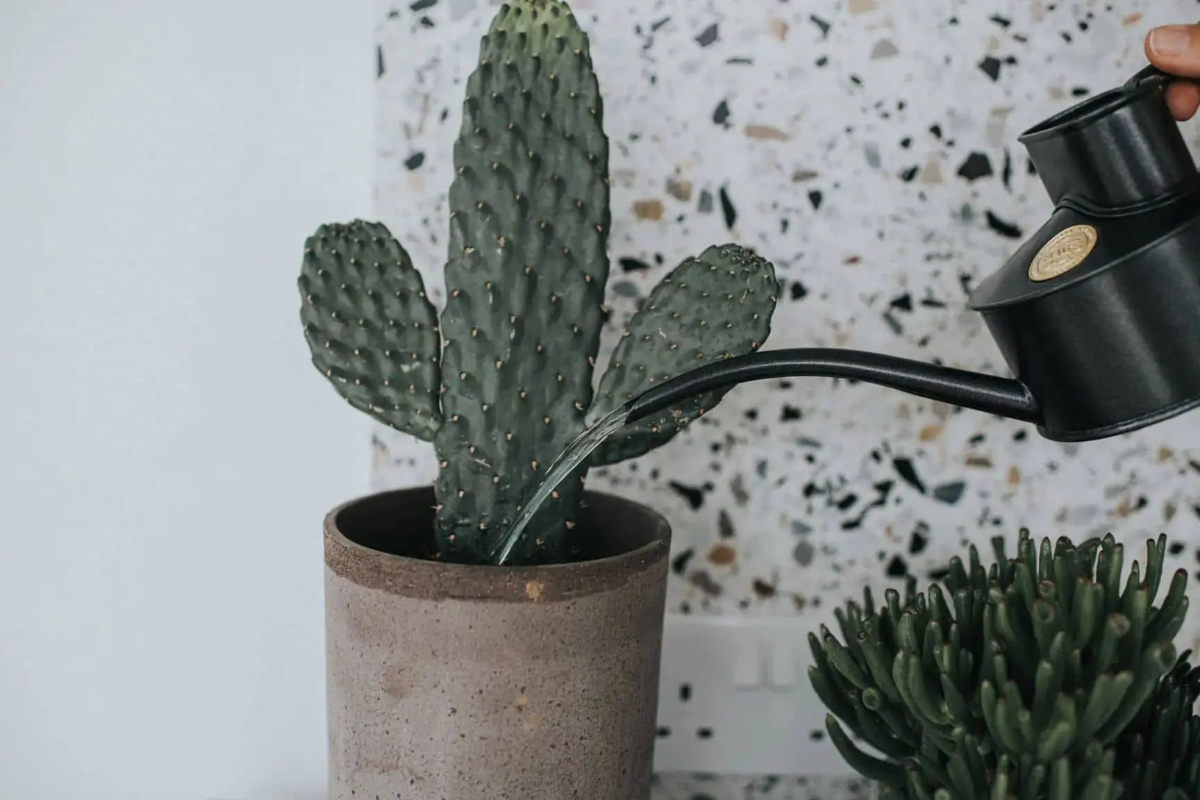 A person waters a potted cactus with the Haws The Fazeley Flow One Pint by Haws, a stylish black watering can. The cactus is in a gray pot before a speckled background, with another small plant beside it.