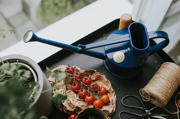 The Haws The Langley Sprinkler by Haws sits next to cherry tomatoes on brown paper, a spool of twine, scissors, and a potted plant on a black tray by the window.