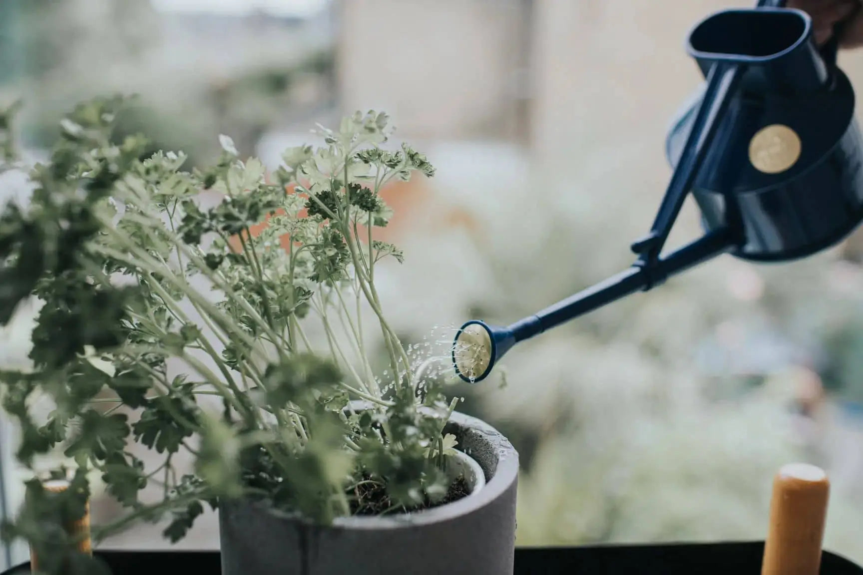 A person uses the Haws The Langley Sprinkler by Haws, a blue watering can with an adjustable head, to water a potted herb plant near a window with green foliage and a blurred outdoor background.