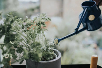 A person uses the Haws The Langley Sprinkler by Haws, a blue watering can with an adjustable head, to water a potted herb plant near a window with green foliage and a blurred outdoor background.