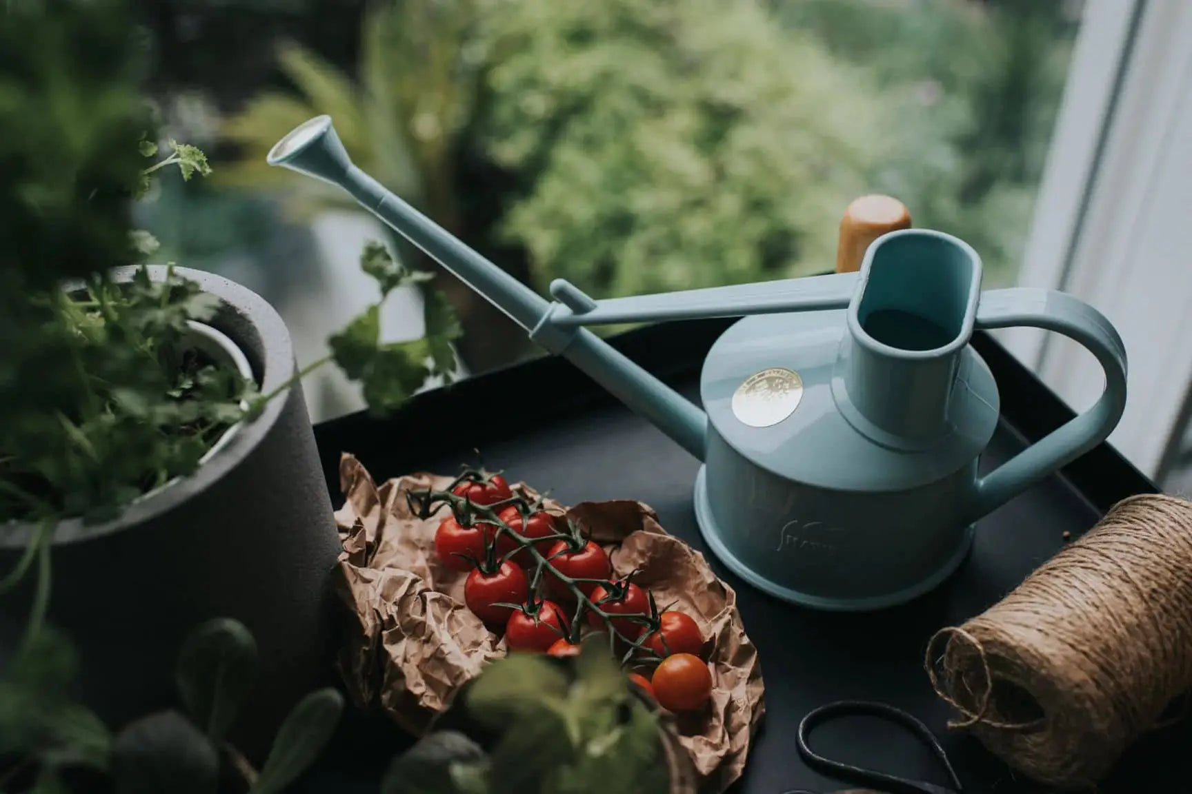 The Haws The Langley Sprinkler, a light blue adjustable watering can by Haws, rests on a dark tray beside vine tomatoes, twine, and a potted plant, providing optimal water coverage as greenery thrives outside the window.