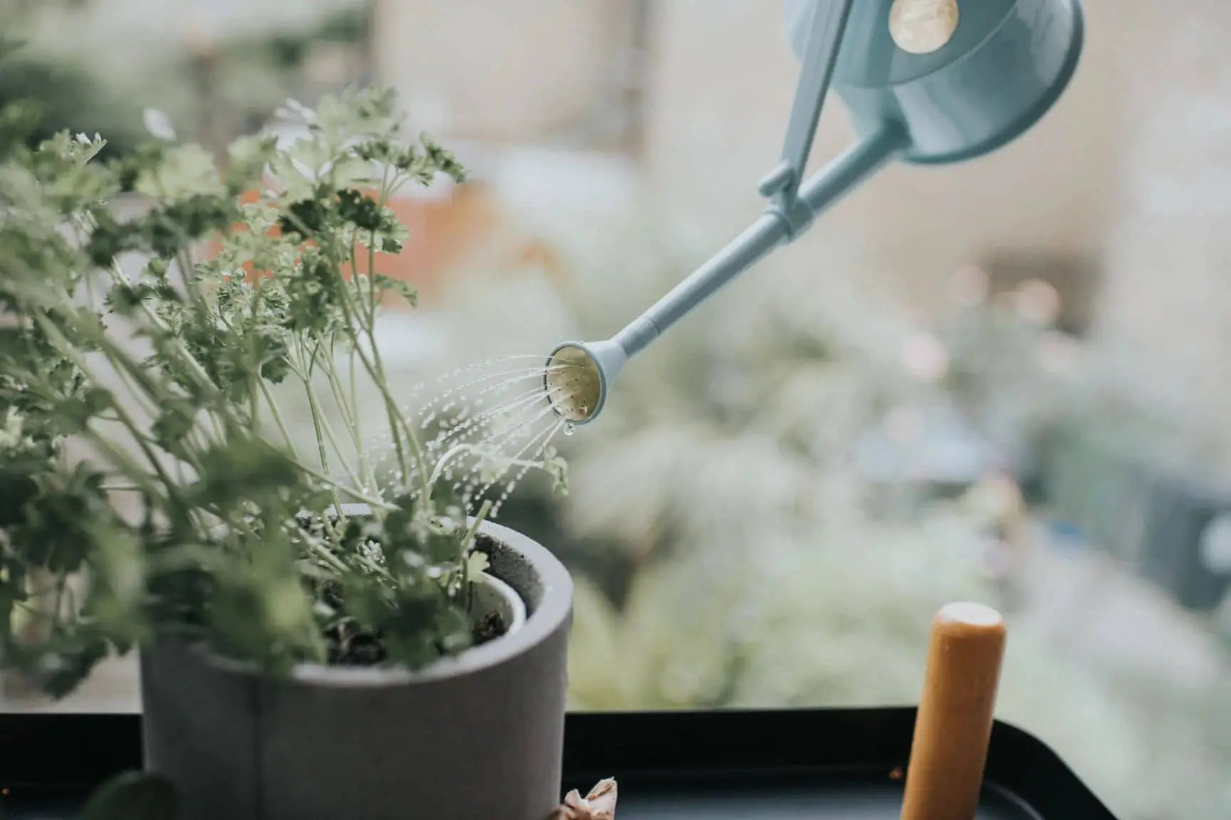 A close-up of a hand watering green herbs in a gray pot by a window with the Haws The Langley Sprinkler, a blue adjustable-head watering can from Haws, for optimal water coverage against a blurred outdoor backdrop.