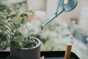 A close-up of a hand watering green herbs in a gray pot by a window with the Haws The Langley Sprinkler, a blue adjustable-head watering can from Haws, for optimal water coverage against a blurred outdoor backdrop.