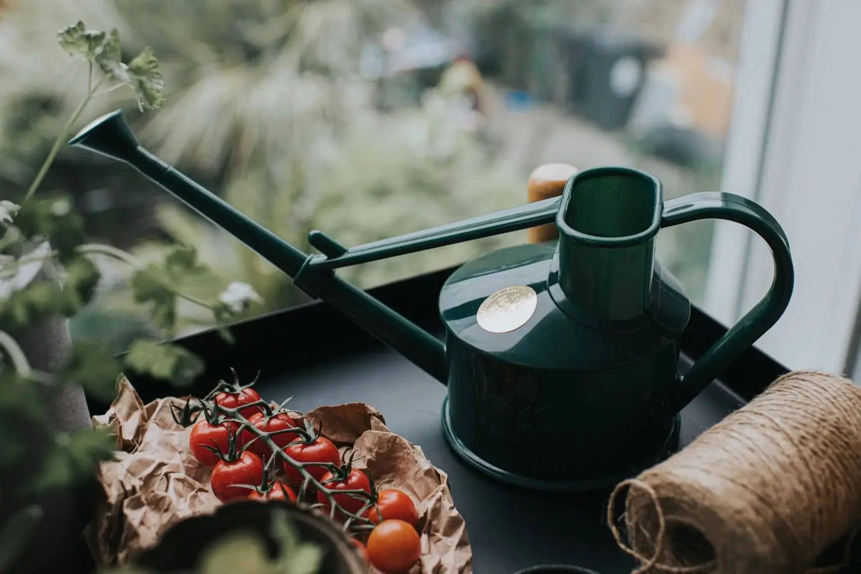 The Haws The Langley Sprinkler, a green watering can with an adjustable head, sits on a table beside twine, vine-ripened cherry tomatoes, and leafy plants, with a blurred garden in the background.