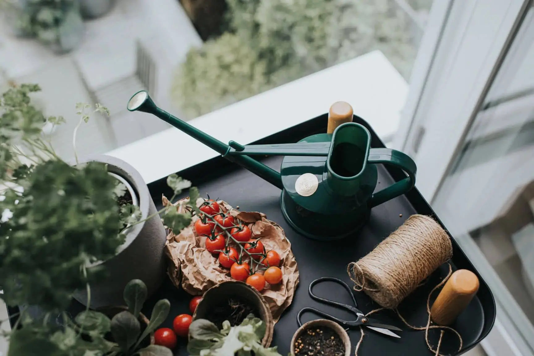 A tabletop with a Haws The Langley Sprinkler, twine, scissors, a small trowel, potted herbs, and cherry tomatoes is set near a window with greenery visible outside.