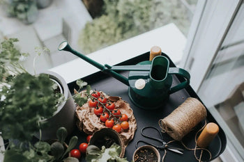 A tabletop with a Haws The Langley Sprinkler, twine, scissors, a small trowel, potted herbs, and cherry tomatoes is set near a window with greenery visible outside.