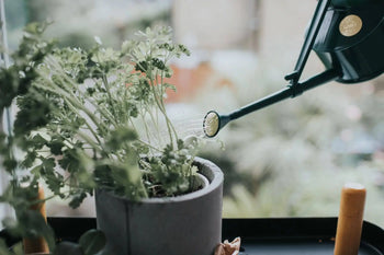 The Haws The Langley Sprinkler by Haws, with its adjustable head, sprinkles water onto a leafy green plant in a gray pot on a windowsill, ensuring optimal coverage against a softly blurred outdoor backdrop.