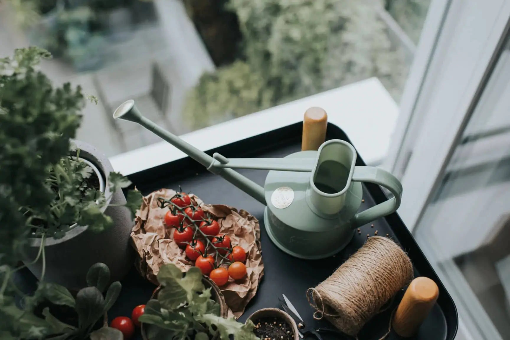 A Haws The Langley Sprinkler watering can, twine, gardening scissors, potted herbs, and cherry tomatoes sit on a black tray by a window overlooking lush greenery.