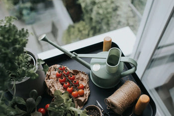 A Haws The Langley Sprinkler watering can, twine, gardening scissors, potted herbs, and cherry tomatoes sit on a black tray by a window overlooking lush greenery.