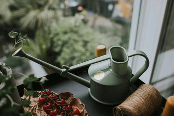 A Haws The Langley Sprinkler green watering can rests on a dark surface beside a spool of twine and a tray of tomatoes, with a blurred garden visible through the window in the background.