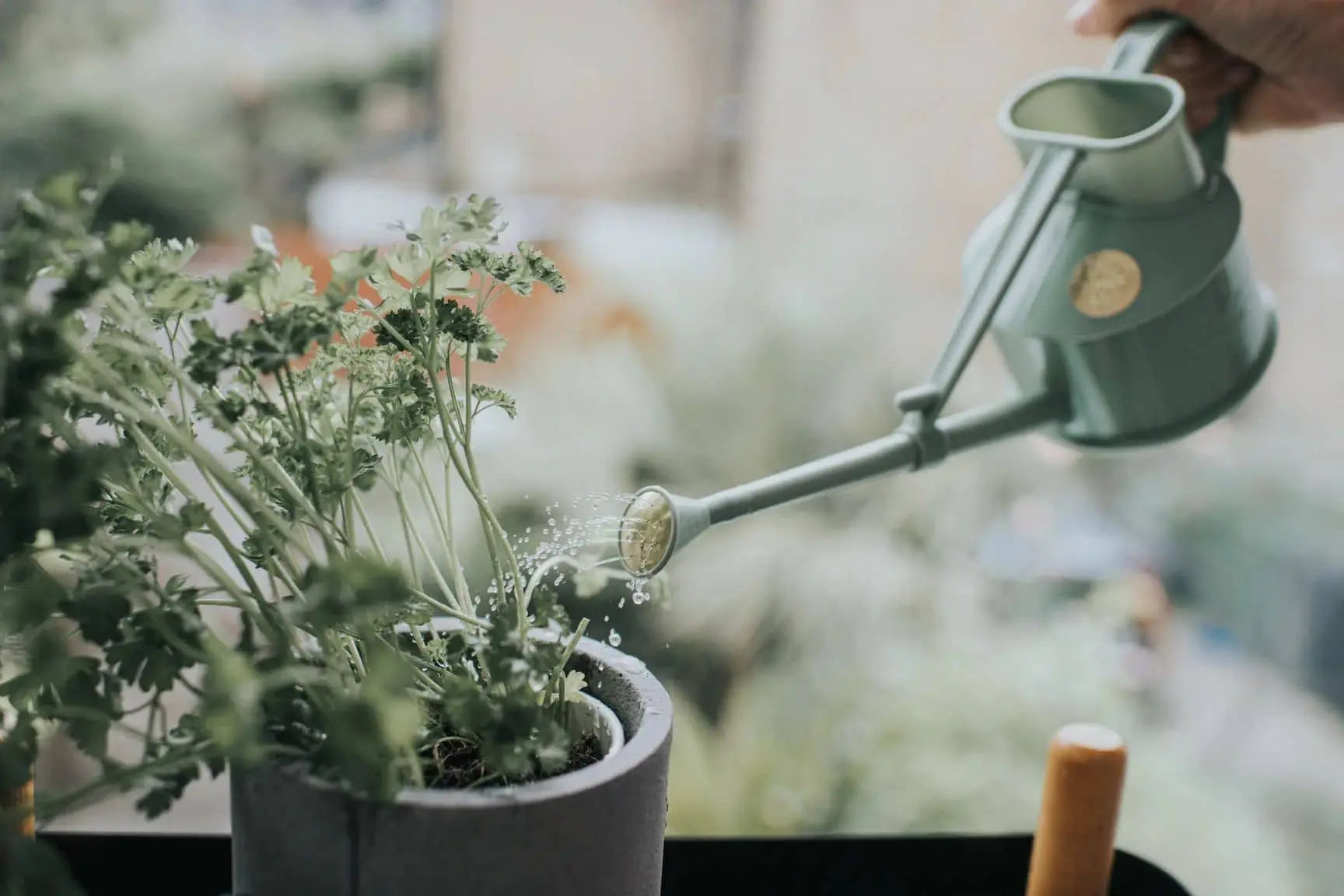 A hand waters a potted herb with the Haws The Langley Sprinkler by Haws, a light green recyclable plastic watering can. Water droplets glisten on the leaves. The blurred background hints at an indoor or balcony setting.