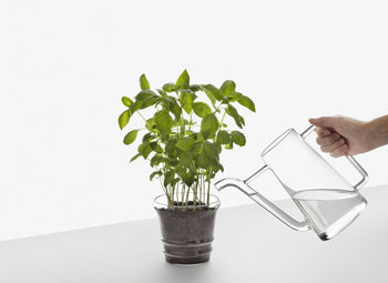 A hand pours water from an Ichendorf Milano Boboli Watering Can by Ichendorf Milano into a potted green leafy plant on a white surface with a plain white background.