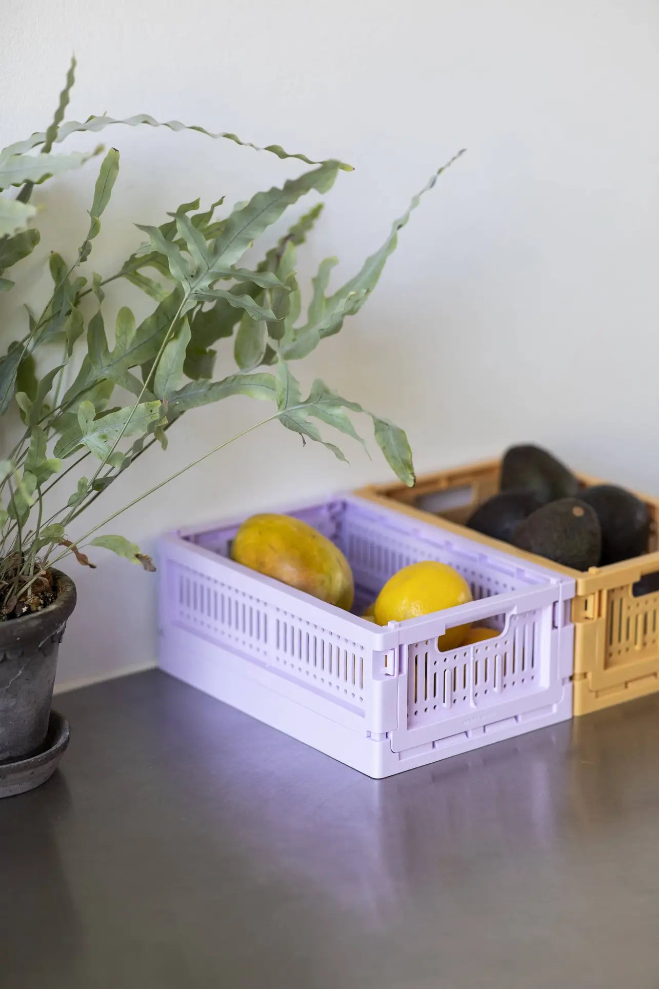 A potted plant sits on a countertop next to two Made Crate Mini eco-friendly folding crates by Made Crate; the purple crate holds yellow mangoes, and the tan crate holds several dark avocados.