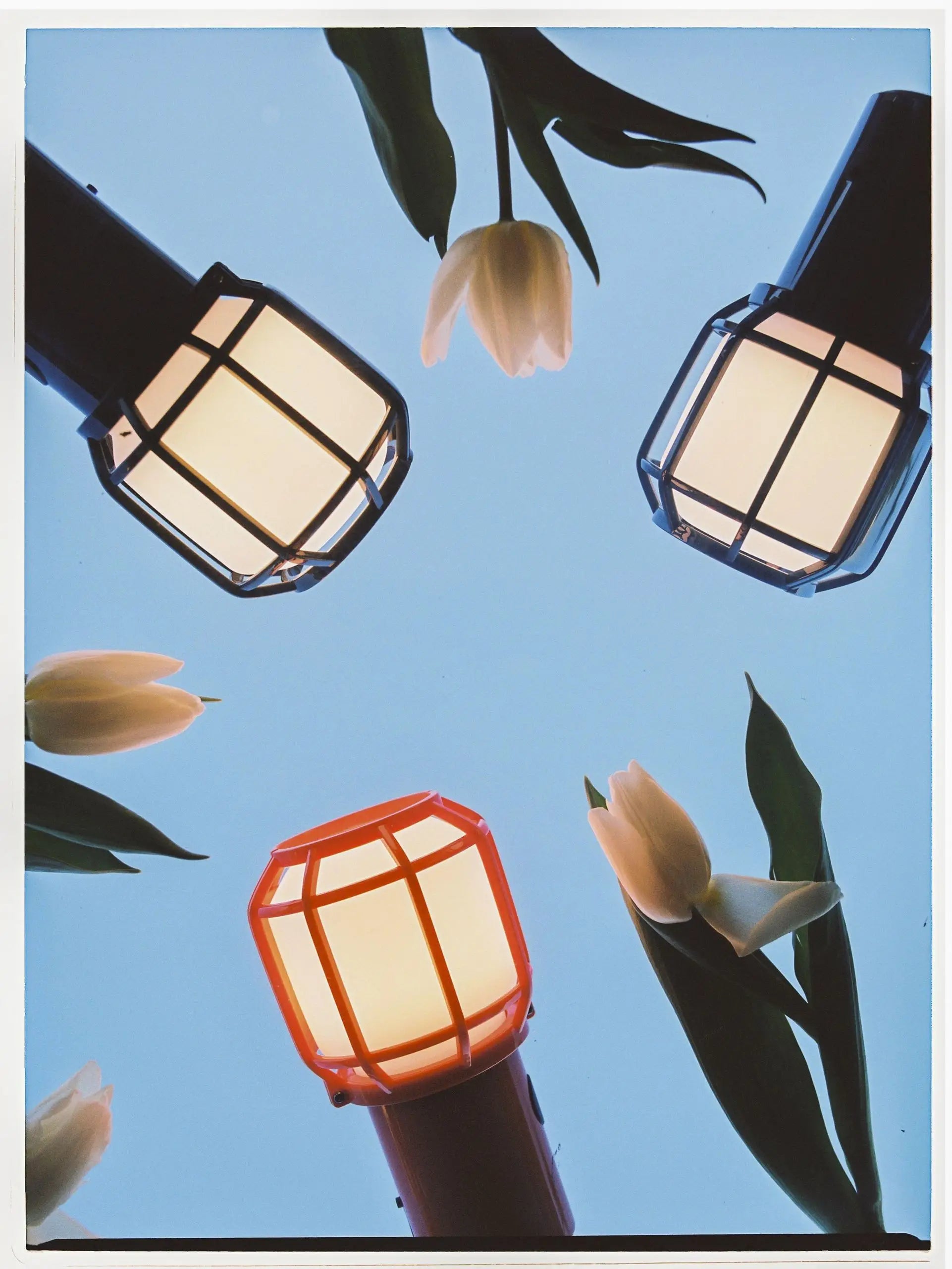Three metal-caged lamps in varied tones stand among white tulips under a blue sky—a scene that inspires indoor-outdoor lighting like the stylish Marset Chispa Portable Table Lamp from Marset.