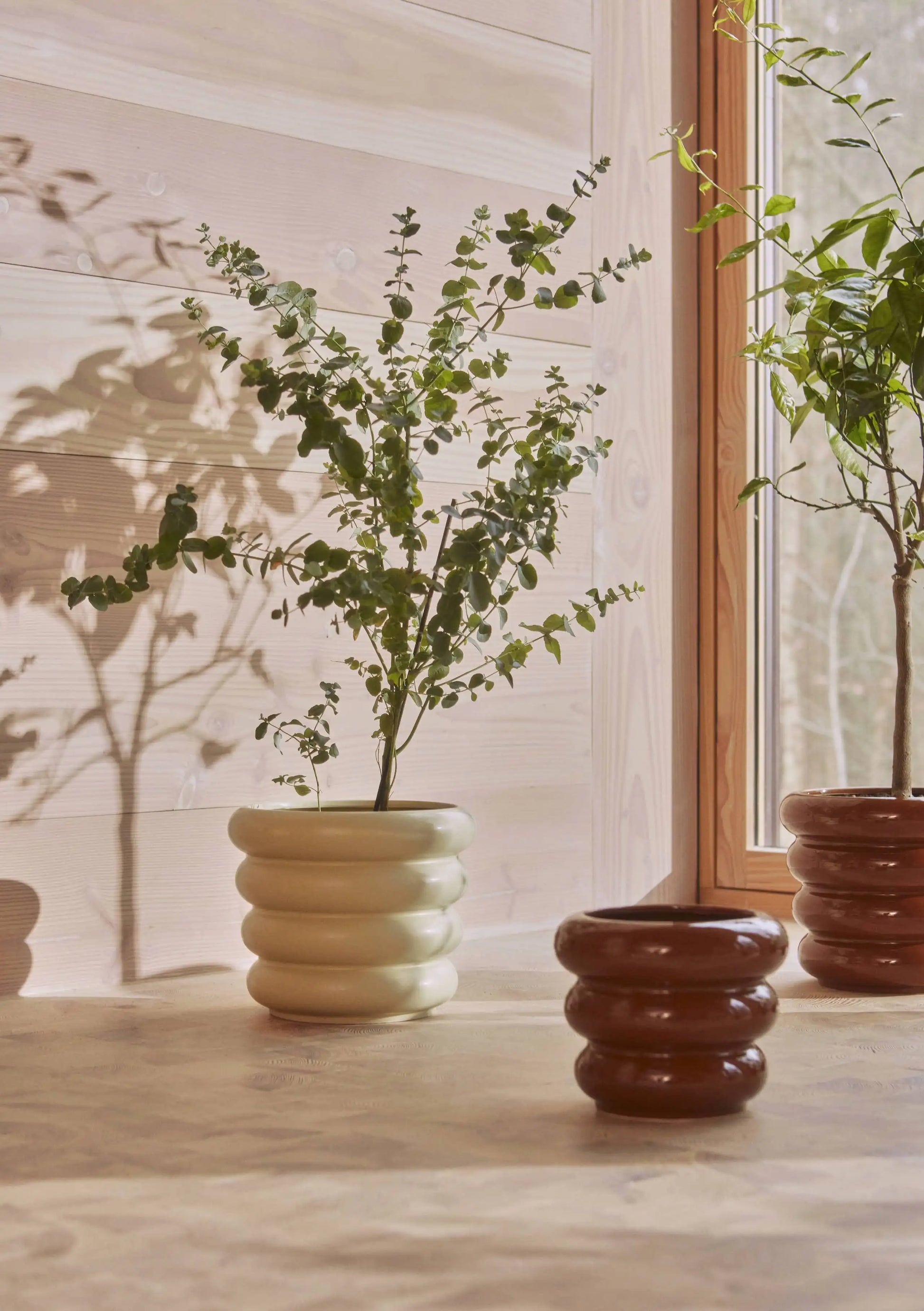 Two large plants in ribbed cream and brown OYOY Living Design Awa Pots sit on a light wooden surface by a sunlit window, with a smaller empty pot in front. Soft shadows from the arrangement fall gently across the wall.