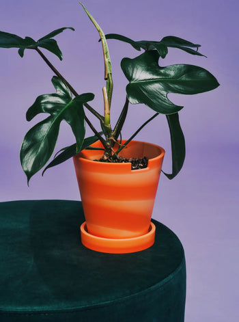 The Plastic Ark Dirty Pot by Plastic Ark holds a potted plant with large, glossy green leaves, set on a dark green surface and contrasted against a purple background.