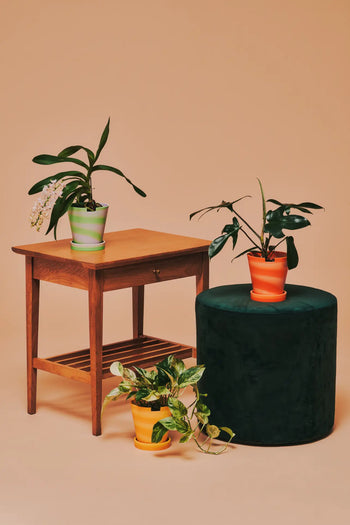 A wooden side table and a dark green ottoman showcase three potted houseplants, one in the Plastic Ark Dirty Pot by Plastic Ark, all set against a beige background.