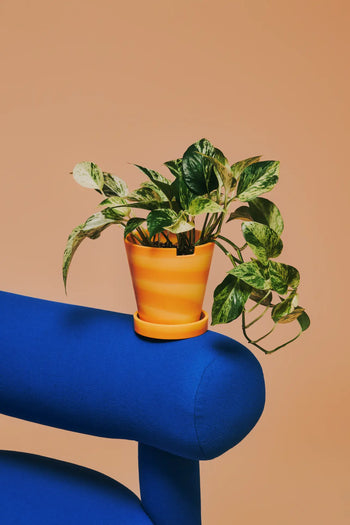 The Plastic Ark Dirty Pot by Plastic Ark, featuring orange stripes and a green leafy plant, rests on the armrest of a bright blue upholstered chair against a plain beige background.