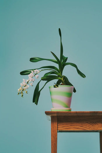 A Plastic Ark Dirty Pot by Plastic Ark, containing a green leafy plant with small white flowers, sits on the edge of a wooden table against a plain teal background.