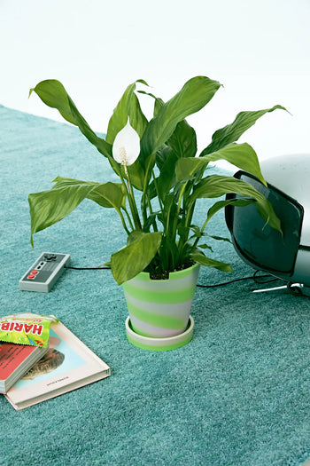 A green peace lily in a Plastic Ark Dirty Pot by Plastic Ark sits on a blue carpet next to a vintage TV, a Nintendo controller, and two books, including one titled HARRY.