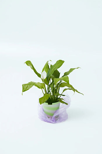 A Plastic Ark Dirty Pot by Plastic Ark holds a green potted peace lily with white flowers, wrapped at the base in sheer light purple fabric and set against a plain, light background.