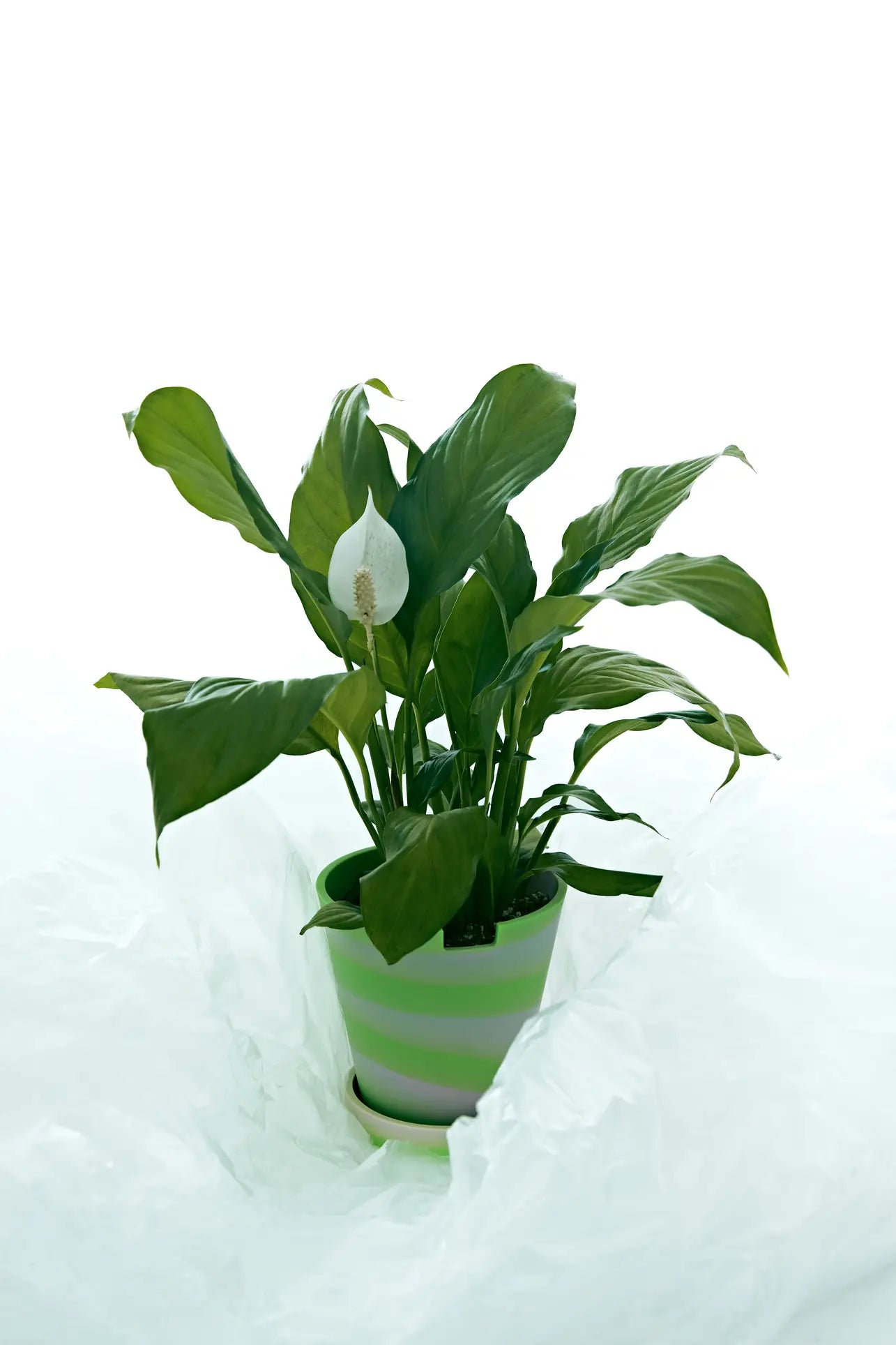 A green potted peace lily with one white flower is displayed in the Plastic Ark Dirty Pot by Plastic Ark, a striped recycled plastic planter, surrounded by white fabric or plastic against a bright white background—an elegant touch of sustainability.