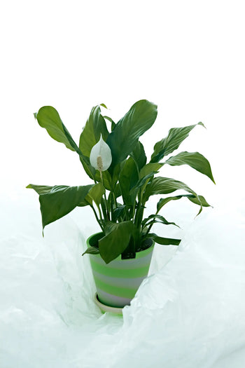 A green potted peace lily with one white flower is displayed in the Plastic Ark Dirty Pot by Plastic Ark, a striped recycled plastic planter, surrounded by white fabric or plastic against a bright white background—an elegant touch of sustainability.