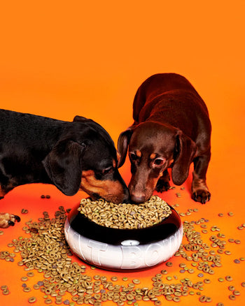 Two dachshunds eat from the Plastic Ark Fat Bowl by Plastic Ark, a black and white bowl made of recycled plastic, surrounded by scattered cereal pieces on an orange background.