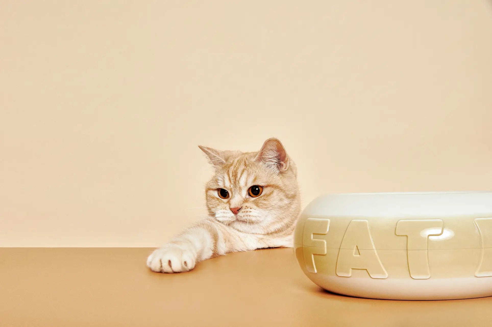 A light brown and white cat stretches its paw forward on a beige surface next to the Plastic Ark Fat Bowl by Plastic Ark, a large modular beige bowl with FAT embossed on it, perfectly matching the background.
