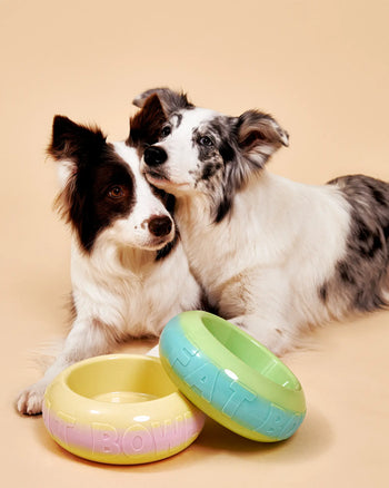 Two dogs, one black and white and one white and gray, sit together behind two colorful Plastic Ark Fat Bowls by Plastic Ark—one yellow and one green—made from recycled plastic, on a beige background.