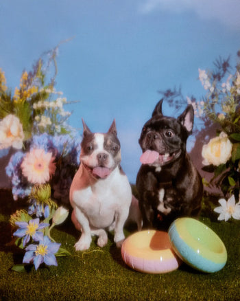 Two dogs, one white and one black, sit on grass with colorful flowers. In front are pastel Plastic Ark Fat Bowls by Plastic Ark and frisbees. Both dogs look happy with tongues out under a blue sky.