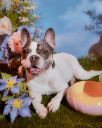 A French Bulldog with a white and gray coat lies on grass among colorful flowers, next to a yellow and pink Plastic Ark Fat Bowl by Plastic Ark. The sky-blue background features fluffy clouds.