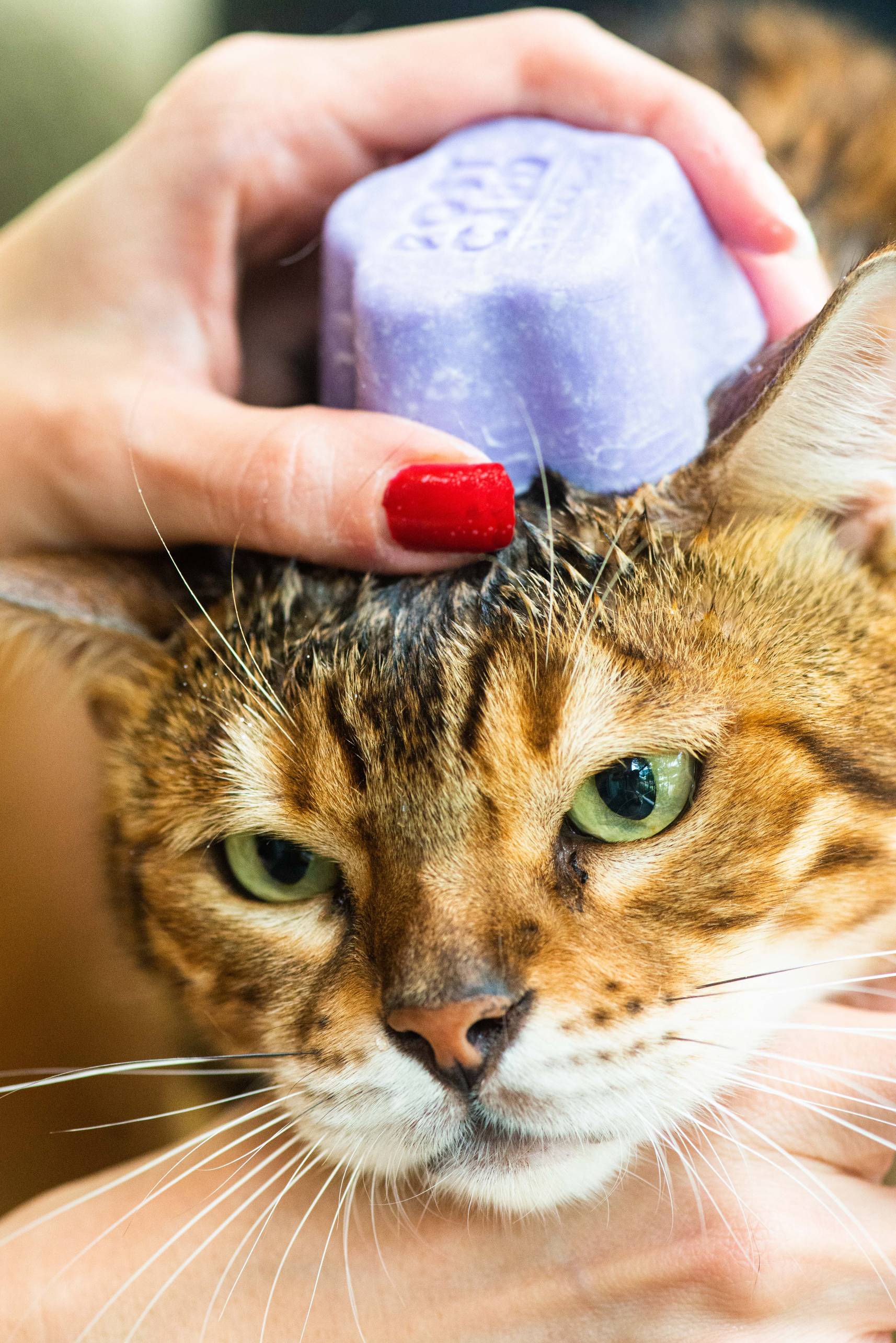A person with red-painted nails washes a brown tabby cat’s head with the Postcard PET Shampoo Bar, 60g by Postcard; the natural, purple shampoo lathers in the pet’s fur as the unimpressed cat looks slightly annoyed.