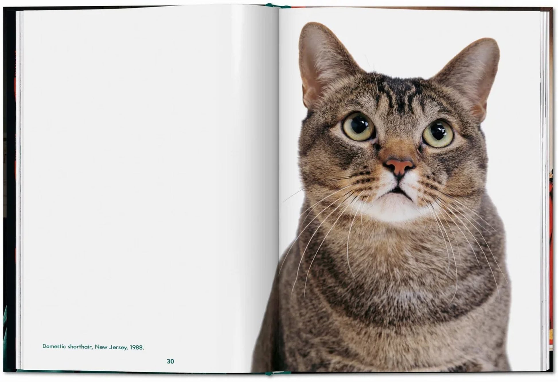 An open spread of TASCHEN’s Walter Chandoha. Cats. Photographs 1942-2018 shows a striking close-up of a green-eyed tabby cat on the right, with the left page blank—a testament to Chandoha’s feline portraiture.