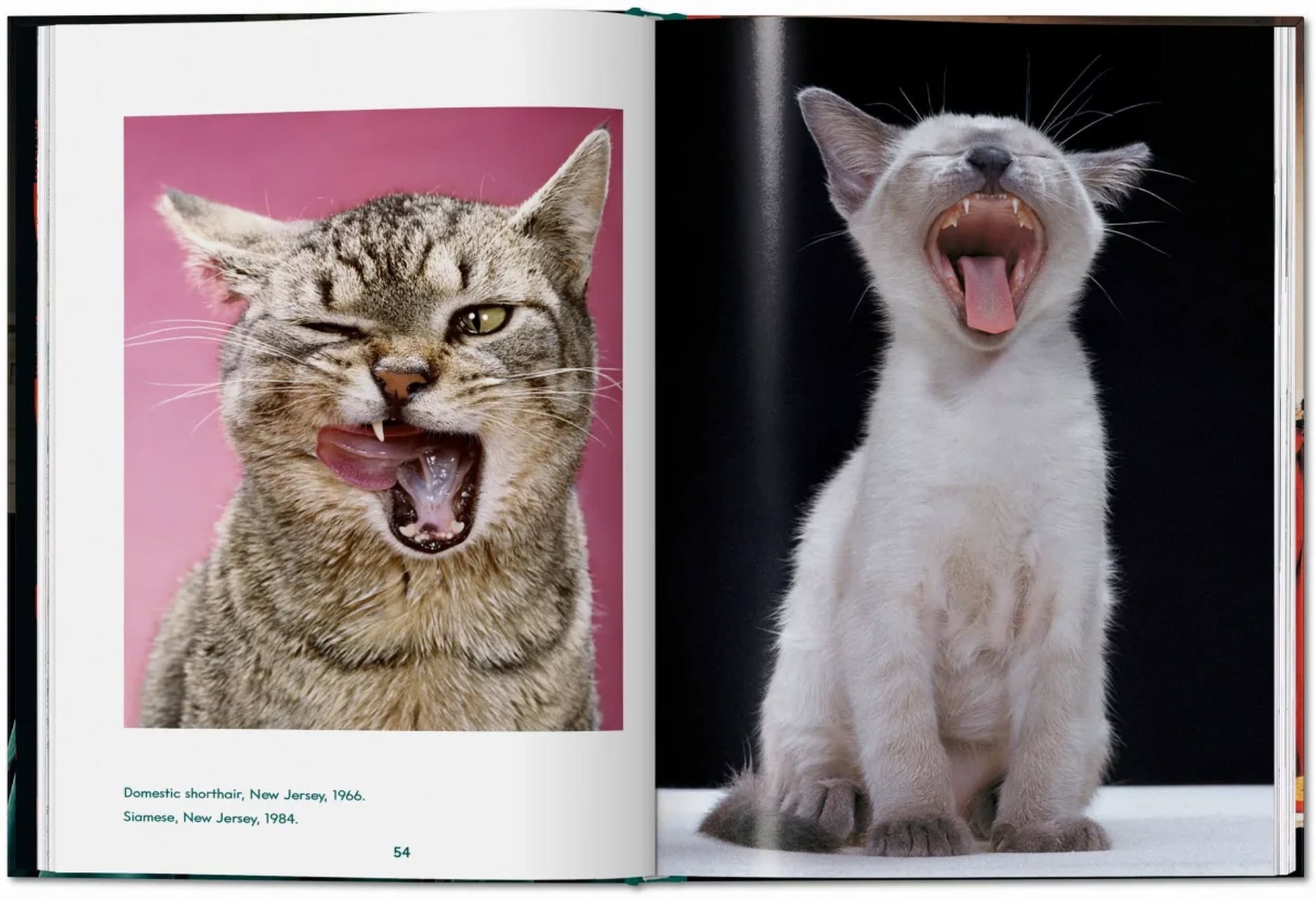 An open TASCHEN Walter Chandoha. Cats. Photographs 1942-2018 book shows a tabby squinting with its tongue curled on the left and a Siamese kitten yawning on the right—classic feline portraits from TASCHEN.