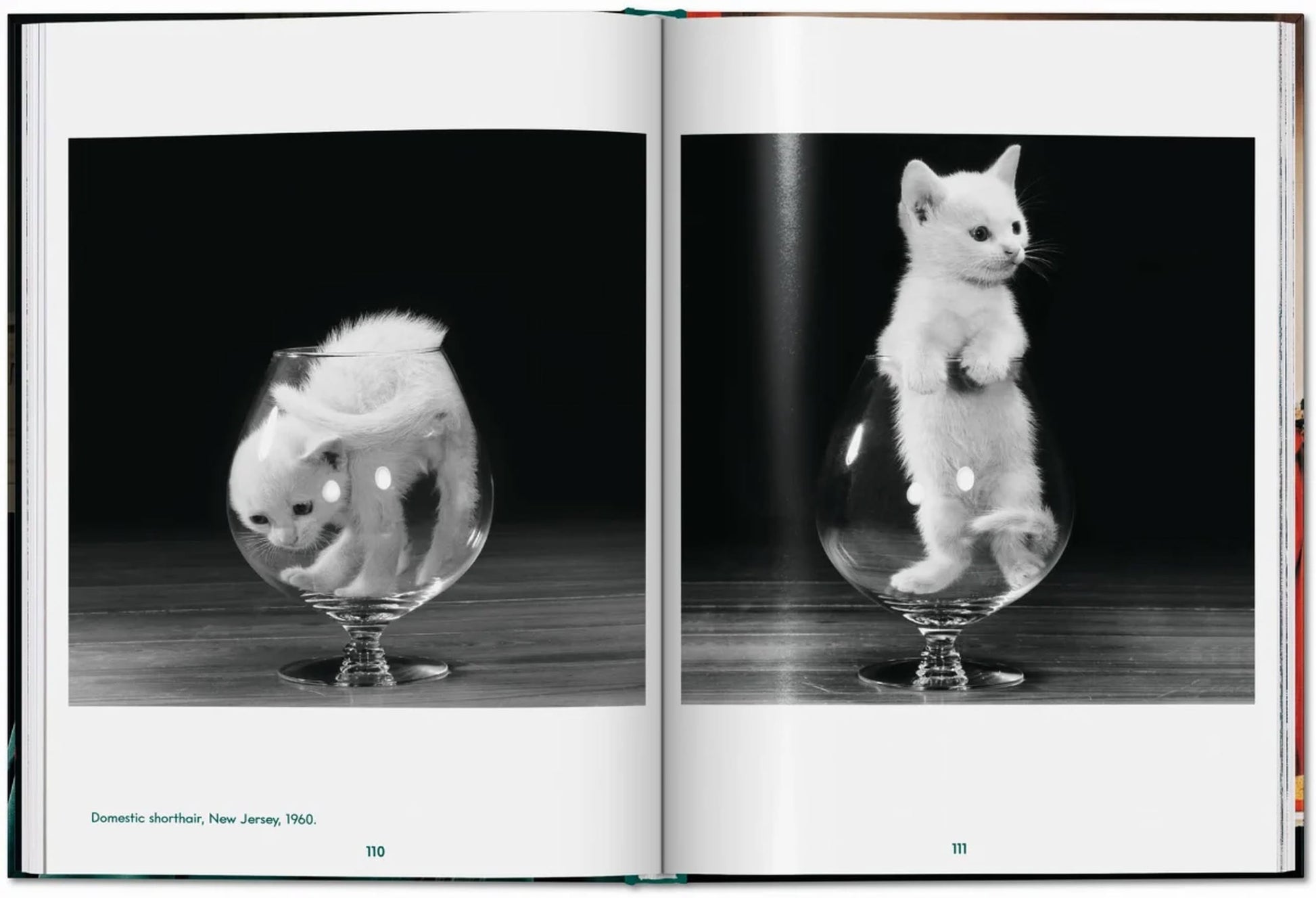 From TASCHENs Walter Chandoha. Cats. Photographs 1942-2018: two black-and-white feline portraits—a fluffy white kitten in a wine glass, curled up in one image and standing to peer out in the other—showcasing iconic cat photography.