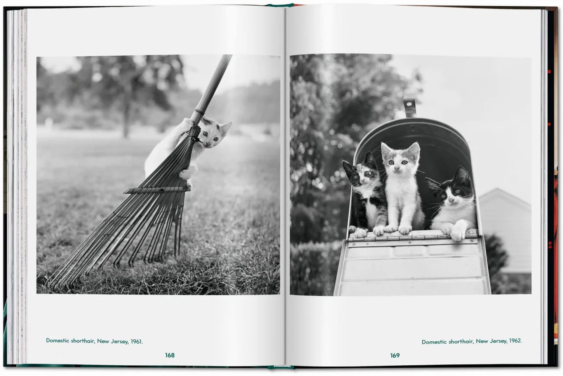 TASCHEN Walter Chandoha. Cats. Photographs 1942-2018