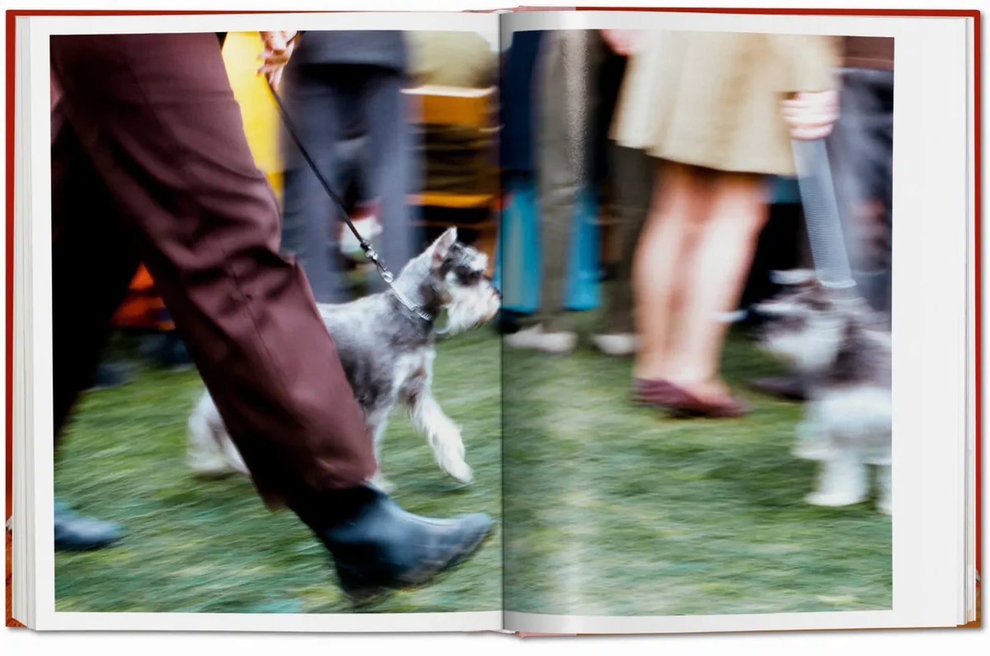 The TASCHEN book, Walter Chandoha. Dogs. Photographs 1941-1991, is open on grass, displaying a blurred photo from a pet photographer’s view of various leashed dog breeds, highlighting a person in brown pants and black boots with a small dog.