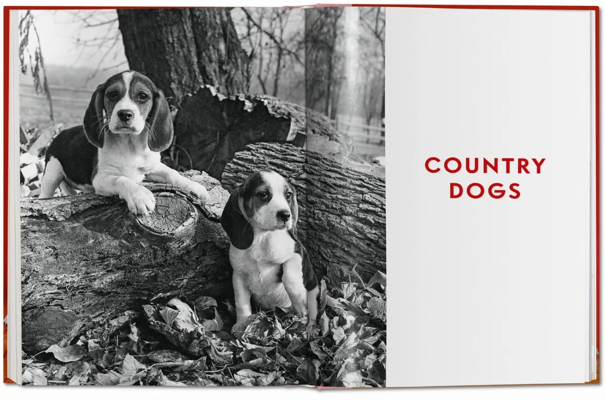 Two puppies sit on and beside a fallen tree in the woods in this black and white photo by pet photographer Walter Chandoha, as featured in TASCHEN’s “Walter Chandoha. Dogs. Photographs 1941-1991” book.