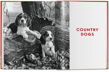 Two puppies sit on and beside a fallen tree in the woods in this black and white photo by pet photographer Walter Chandoha, as featured in TASCHEN’s “Walter Chandoha. Dogs. Photographs 1941-1991” book.