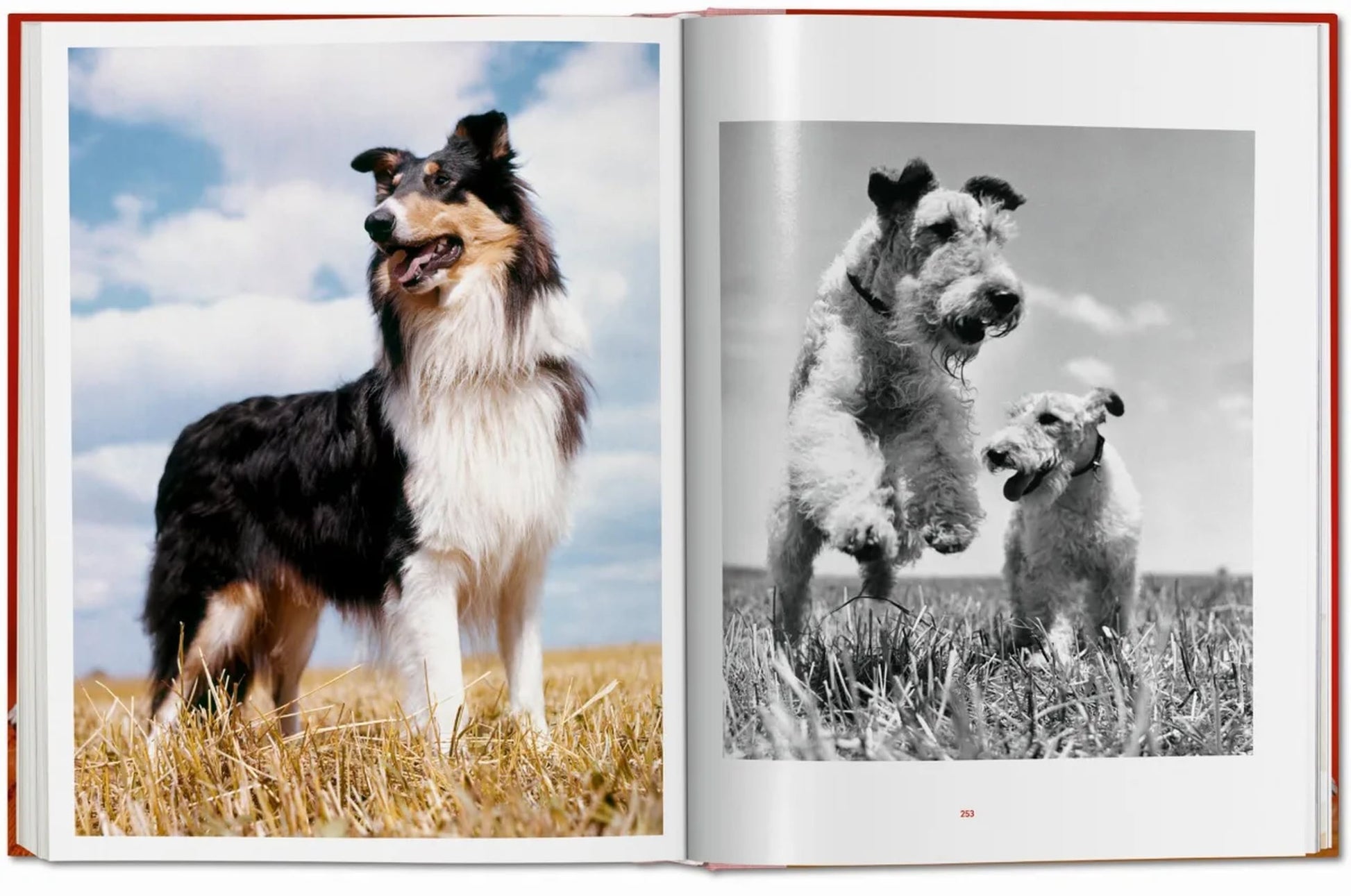 The TASCHEN Walter Chandoha. Dogs. Photographs 1941-1991 book features vibrant images like a Collie in a field and playful Wire Fox Terriers—an ideal pick for dog breed enthusiasts from trusted brand TASCHEN.