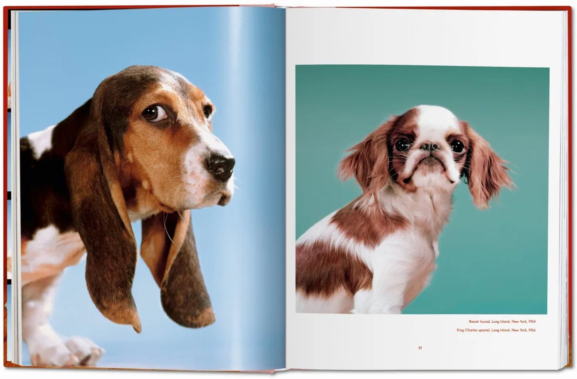 A stunning spread from TASCHEN’s Walter Chandoha. Dogs. Photographs 1941-1991 features a basset hound on blue and a King Charles spaniel on teal—ideal for dog lovers and pet photography fans.