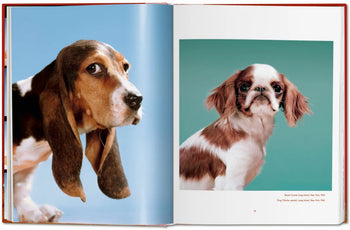 A stunning spread from TASCHEN’s Walter Chandoha. Dogs. Photographs 1941-1991 features a basset hound on blue and a King Charles spaniel on teal—ideal for dog lovers and pet photography fans.