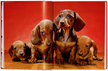 Four brown dachshund puppies sit together on a wooden floor with a red backdrop, featured in TASCHEN’s Walter Chandoha. Dogs. Photographs 1941-1991, a lively dog photography collection.